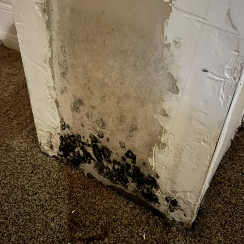 Professional Mold Removal in Wyomissing, PA
